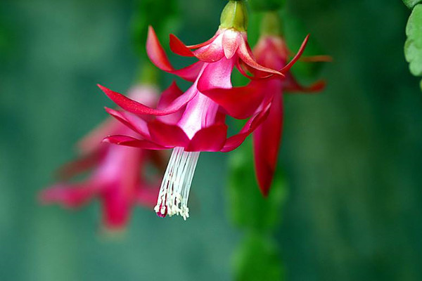 葉仙嫁接蟹爪蘭的養(yǎng)殖方法和注意事項