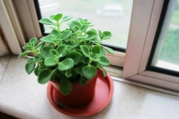 植物碰碰香的養(yǎng)殖方法，光照充足是碰碰香生長(zhǎng)的關(guān)鍵