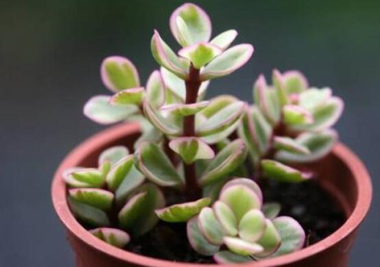 雅樂(lè)之舞適合什么花盆，陶盆、紫砂盆、泥瓦盆最為合適