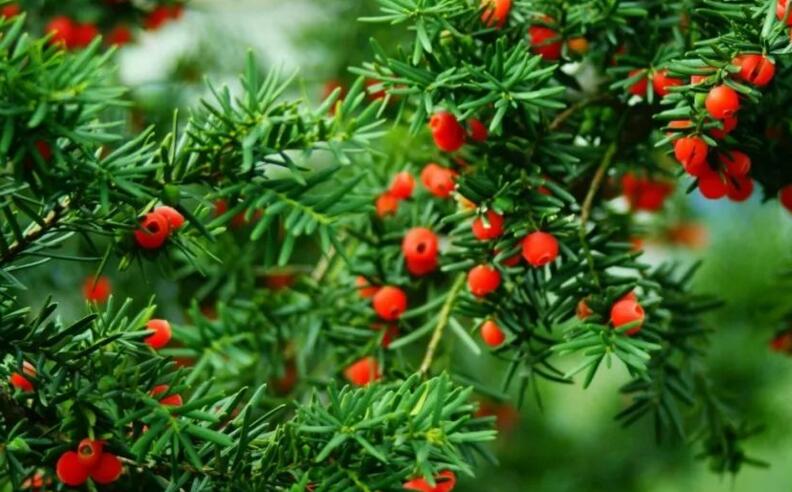 紅豆杉的修剪方法圖，注意抹芽、摘心、短截的區(qū)別