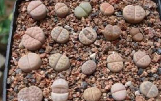 生石花怎么種植，做好六個(gè)步驟盆盆爆滿