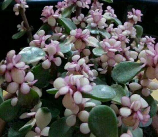 雅樂之舞怎么扦插，春季最佳/剪取生長健壯枝條