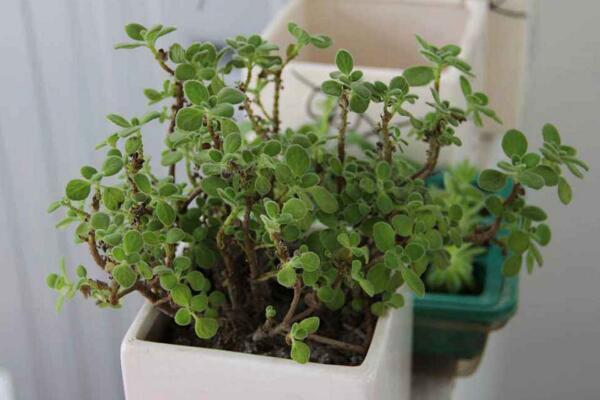 碰碰香能泡茶嗎，碰碰香泡茶作用非常明顯