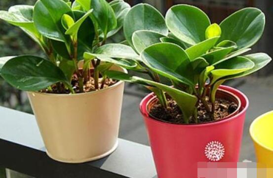 紫邊碧玉椒草的養(yǎng)殖方法和注意事項(xiàng)嗎，老農(nóng)教你六大基本養(yǎng)殖方法