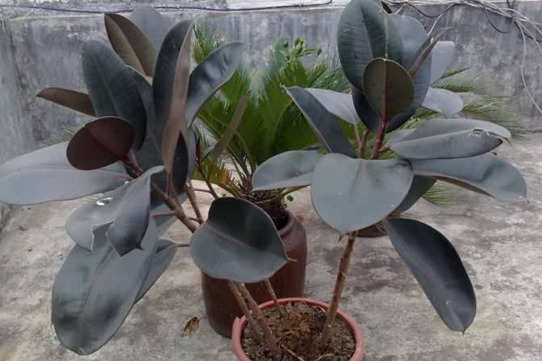 橡皮樹的養(yǎng)殖方法和注意事項