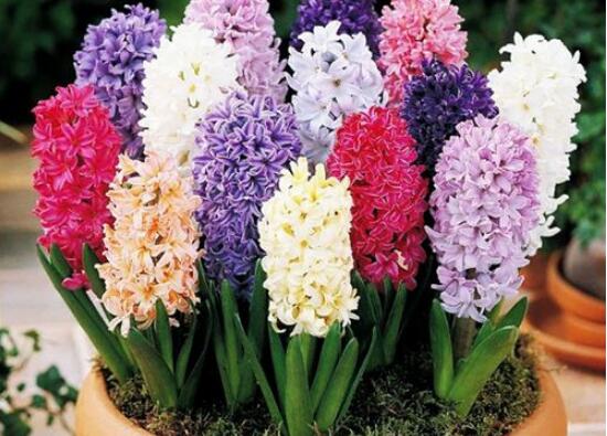 風(fēng)信子怎么施肥吸收效果最好，推薦兩種最見效的吸肥方法