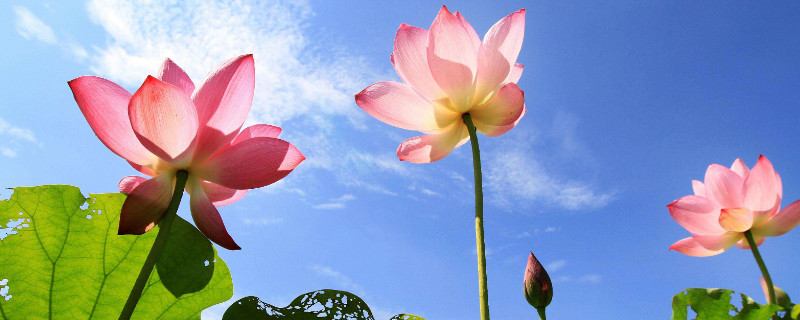 什么荷花花期長(zhǎng)