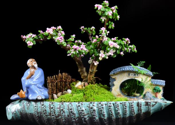 玉樹盆景怎么養(yǎng)，茁壯成長的四大養(yǎng)殖技巧