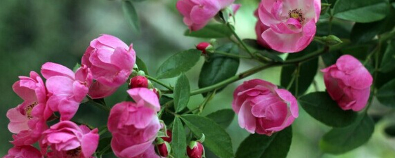 藤本月季和薔薇哪個好養(yǎng)