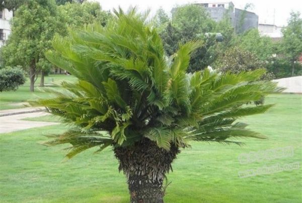 鐵樹怎樣整形修剪，鐵樹的修剪方法介紹