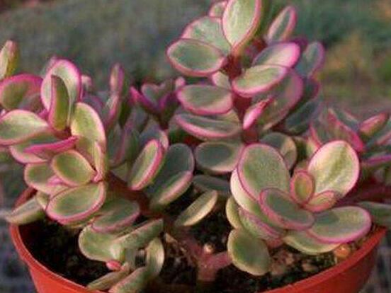 雅樂之舞怎么養(yǎng)才變紅，教你五種最快速變紅好方法