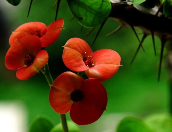 虎刺梅冬天養(yǎng)殖的禁忌，做好四個要點便可安然過冬