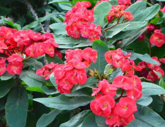 虎刺梅花期多少天，一年四季均可開花(養(yǎng)殖得當(dāng))