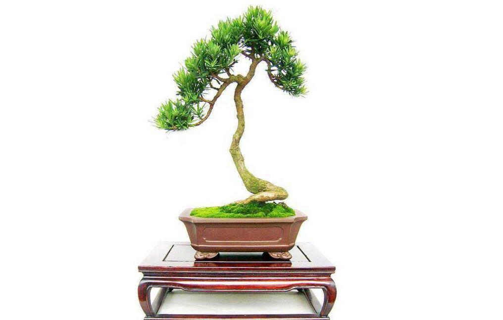 小葉羅漢松怎么養(yǎng)，掌握最佳的養(yǎng)殖方法最重要