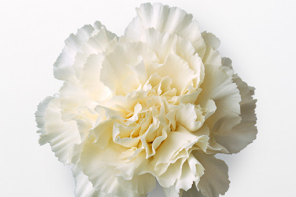 康乃馨小苗什么時(shí)候移栽