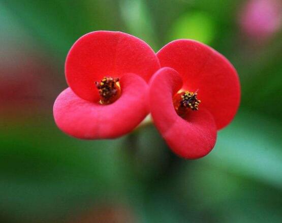 虎刺梅掉葉子怎么辦，四種原因以及解決方法