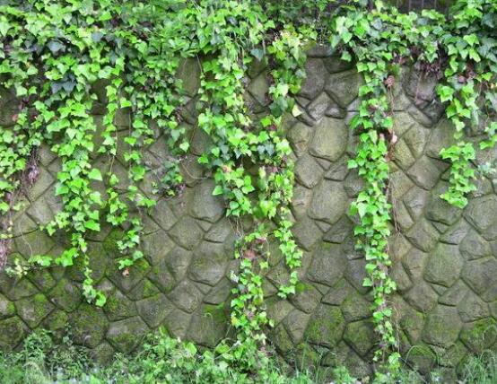 常春藤用淺盆還是深盆，深、淺盆都合適