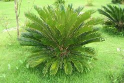 為什么家里不能養(yǎng)鐵樹，帶刺容易誤傷小孩