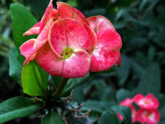 虎刺梅花能開多長(zhǎng)時(shí)間，一年365天均可開花(春夏秋冬)