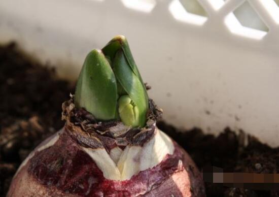 風(fēng)信子種球發(fā)霉怎么辦，涂抹滅菌靈、保持創(chuàng)面干燥