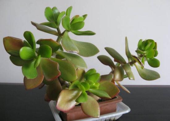 玉樹(shù)施什么肥好，玉樹(shù)怎么養(yǎng)才能長(zhǎng)得快