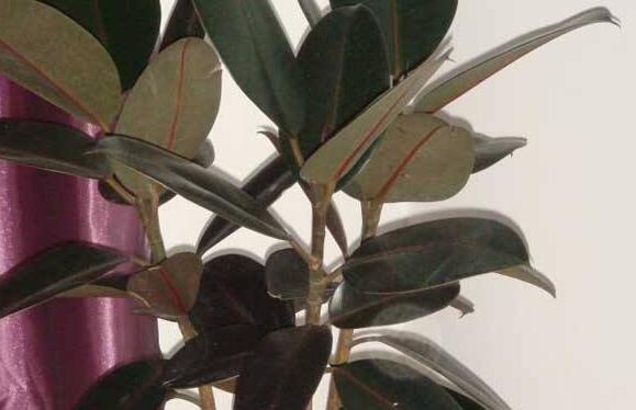 黑金剛和橡皮樹的區(qū)別，其實(shí)就就是橡皮樹的一種