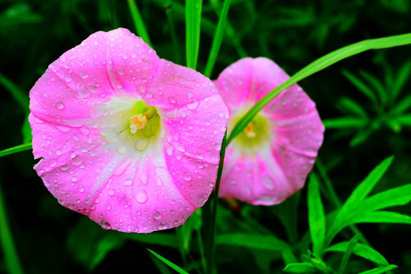 牽?；ㄩL得高是因為什么