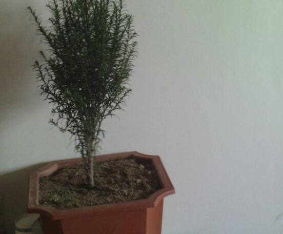 紅豆杉可以種庭院嗎，可以/幸福安康，家庭和睦