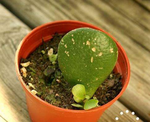 玉樹的繁殖方法，介紹葉插和枝插兩種繁殖方法