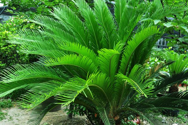 鐵樹(shù)哪些人不宜養(yǎng)，沒(méi)有不能養(yǎng)鐵樹(shù)的人