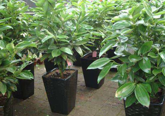 平安樹(shù)葉子發(fā)黃掉落怎么辦，教你四種解決辦法快速恢復(fù)生機(jī)