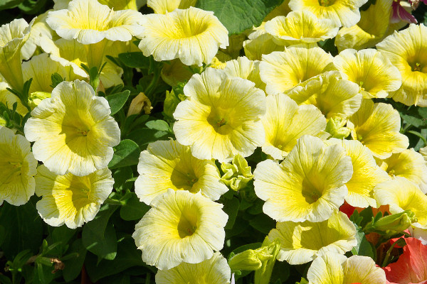 牽牛花調(diào)謝后怎么處理