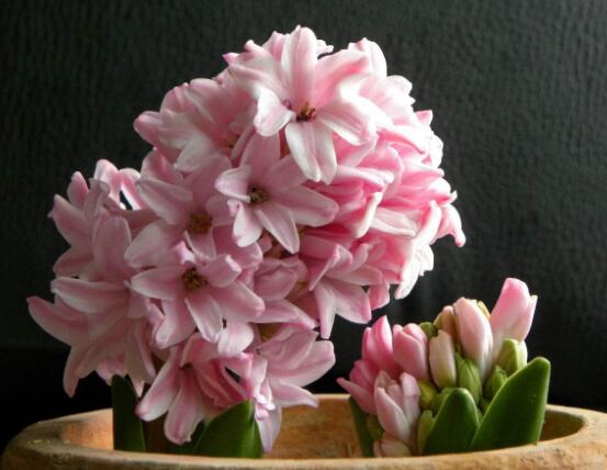 風(fēng)信子花代表什么意思，代表著永遠(yuǎn)的懷念、重生的愛(ài)