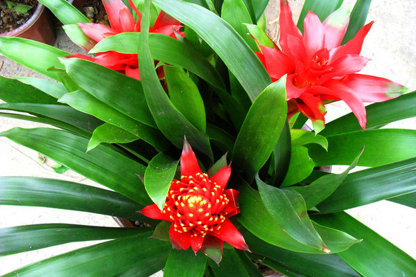 鴻運(yùn)當(dāng)頭花芯壞了怎么辦