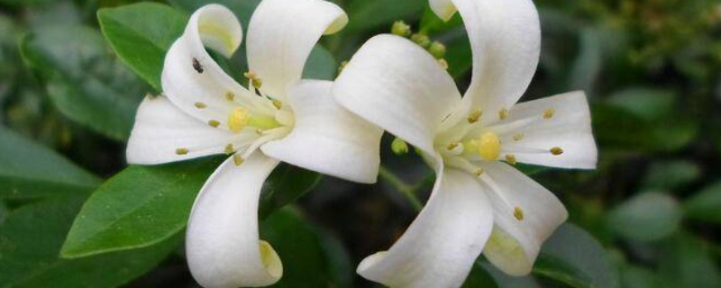 九里香為什么不結(jié)果