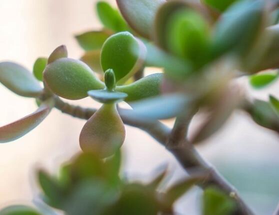 燕子掌不開(kāi)花怎么辦，做好以下五點(diǎn)花開(kāi)爆盆