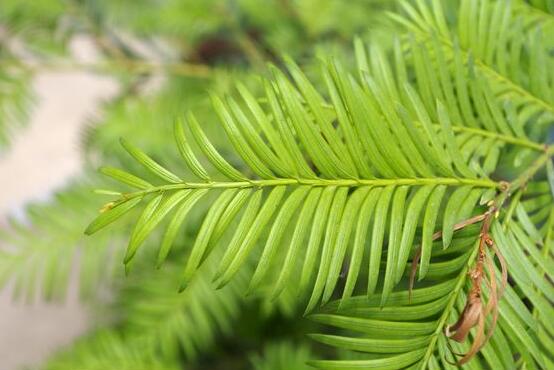 紅豆杉雌雄株怎樣分辨，教你最直觀簡單三種分辨方法