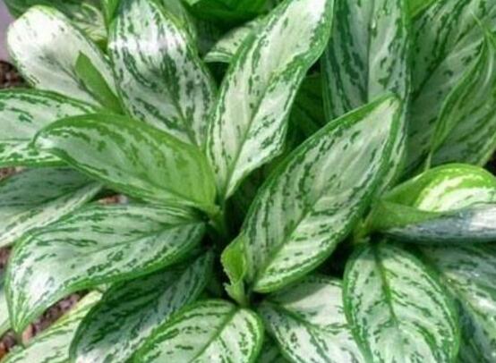 萬年青植物有幾種，盤點最令人欣賞的十大品種