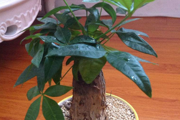 滴水觀音主干長(zhǎng)歪了怎么辦