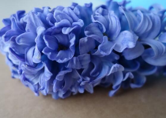 好看的風(fēng)信子圖片欣賞，姿色優(yōu)美，色彩艷麗