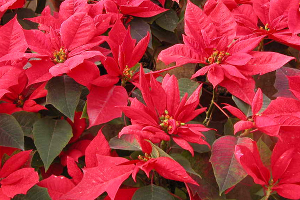 一品紅長(zhǎng)太高怎么辦