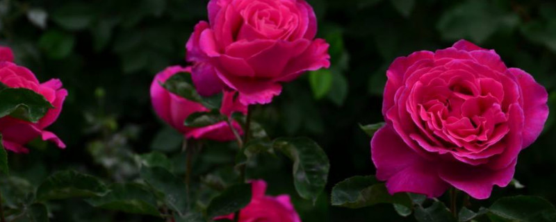 月季枝條過高如何修剪