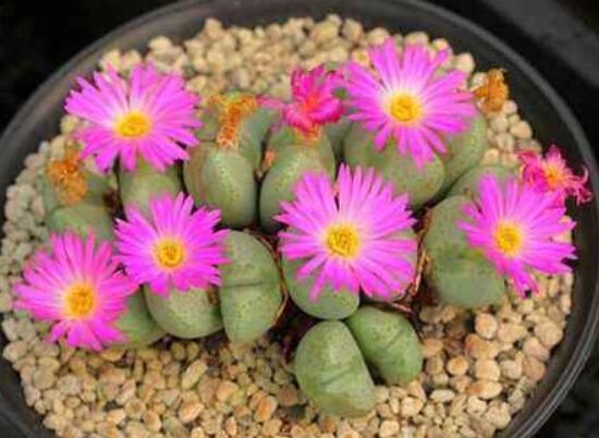 生石花怎么養(yǎng)長得快，老農(nóng)總結(jié)五個快速生長好方法