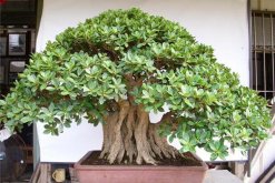 榕樹(shù)葉子怎么一碰就掉，可能是因?yàn)橹仓暝馐軆龊? data-RRLe=