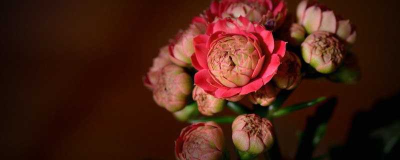 長(zhǎng)壽花夏天不開花嗎