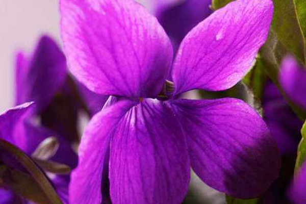 盆栽紫羅蘭幾月份開(kāi)花