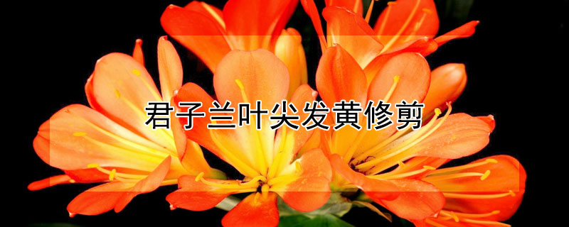 君子蘭葉尖發(fā)黃修剪