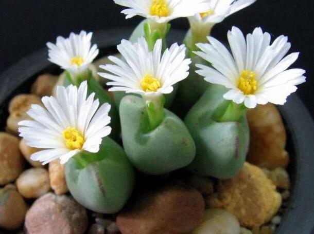 生石花怎么澆水，根據(jù)土壤的干濕程度來衡量澆水程度