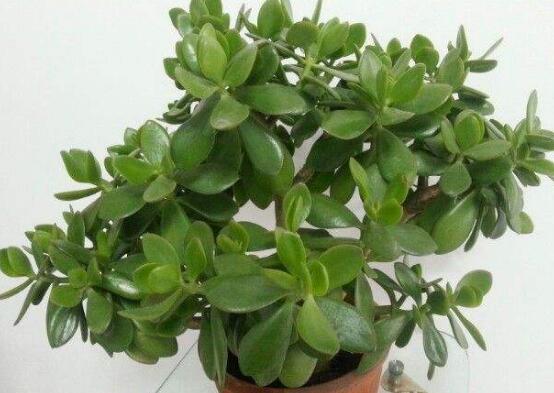 玉樹花幾年開花，掌握五大要點(diǎn)可年年開花