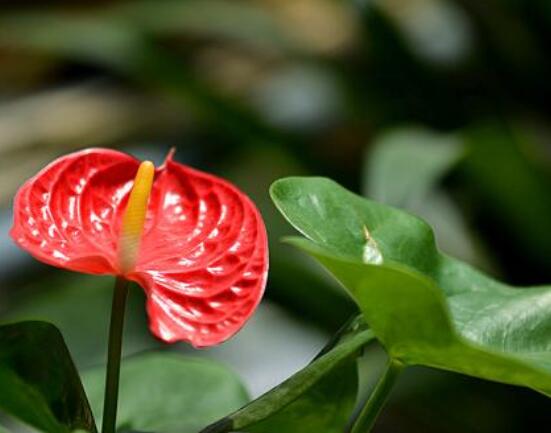 紅掌的作用有哪些，凈化空氣、陶冶情操、五行轉化
